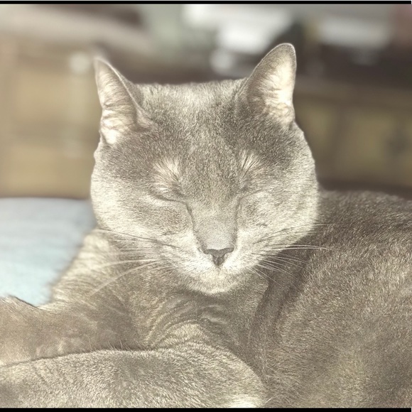 Meet your Posher, Yogashram 😺 - Picture 2 of 8